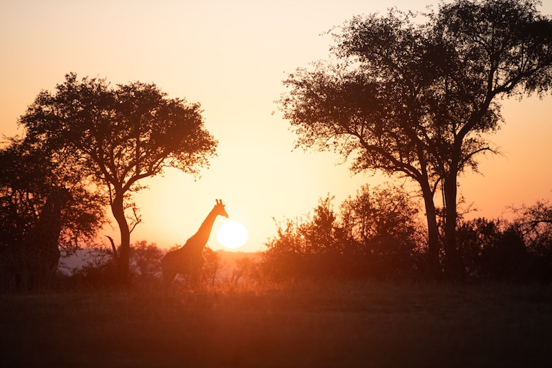 Sunset light at Londolozi, in the Lowveld, South Africa. Sandgrouse Travel luxury Scotland, Africa and Scandinavia